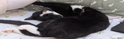 Mixed Breed cats for sale: Sweetest Tuxedo Boy - Advert 2
