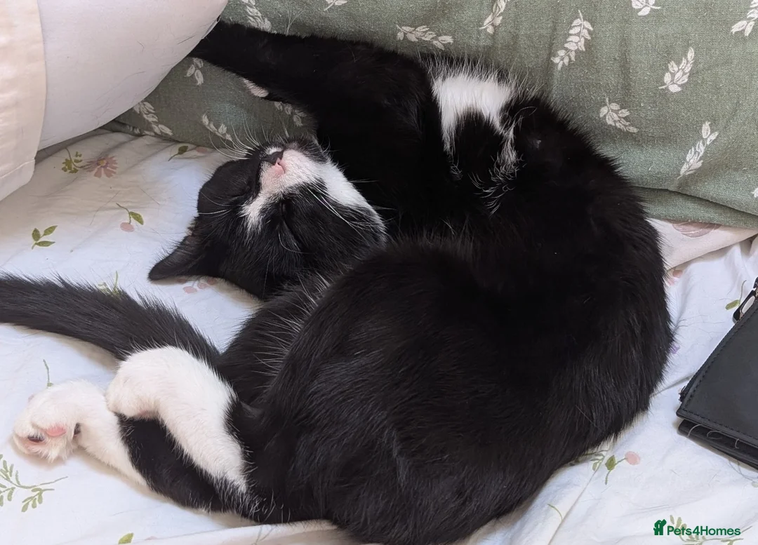 Mixed Breed cats for sale: Sweetest Tuxedo Boy - Advert 2