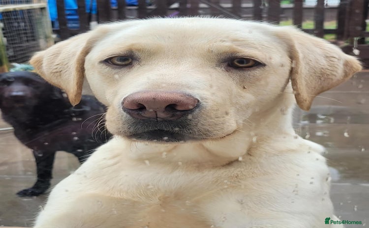 Labrador Retriever dogs - Advert 6