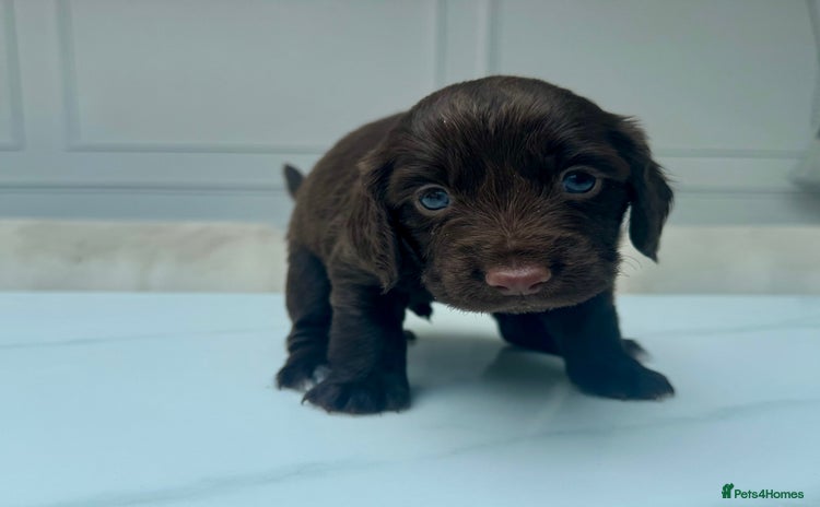 Cocker Spaniel dogs - Advert 12