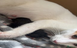 Mixed Breed cats for sale: Mixed kittens for sale - Image 35