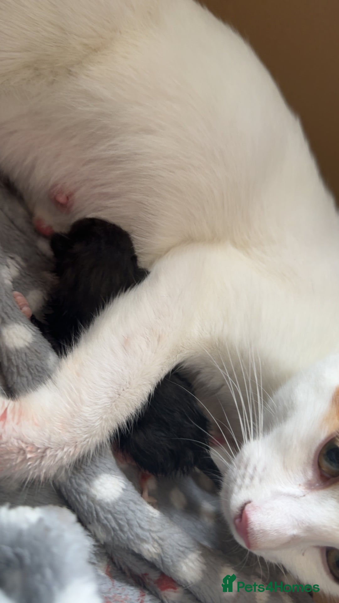 Mixed Breed cats for sale: Mixed kittens for sale - Image 35