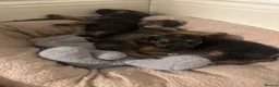 Mixed Breed dogs for sale: BORDER TERRIER X BEDLINGTON TERRIER - Advert 10