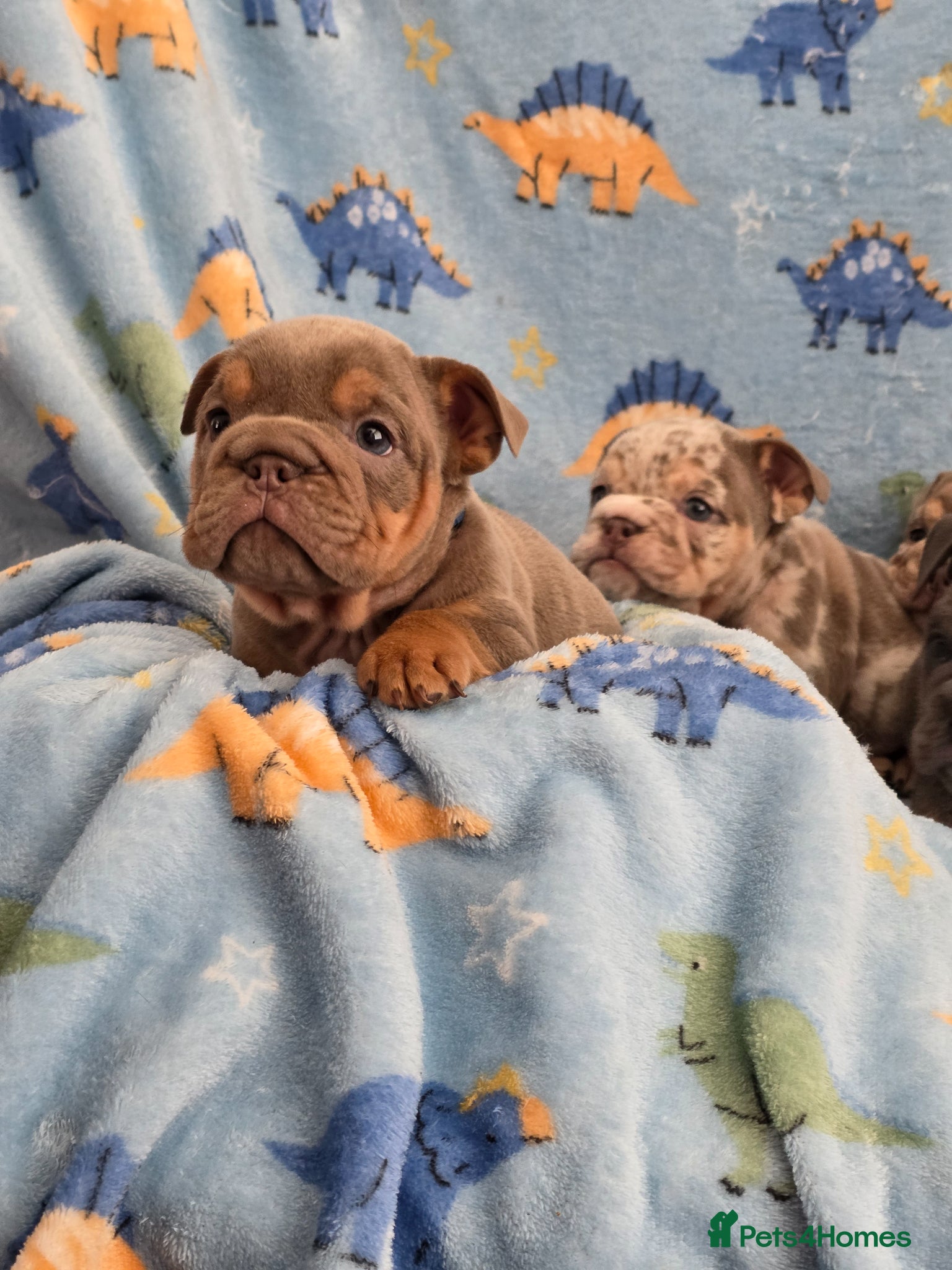 English Bulldog dogs british bulldog pups - Advert 4