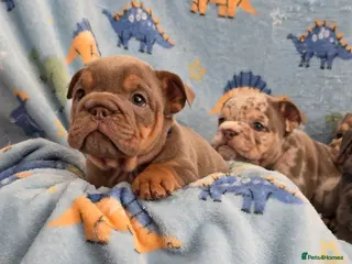 English Bulldog dogs british bulldog pups - Advert 4
