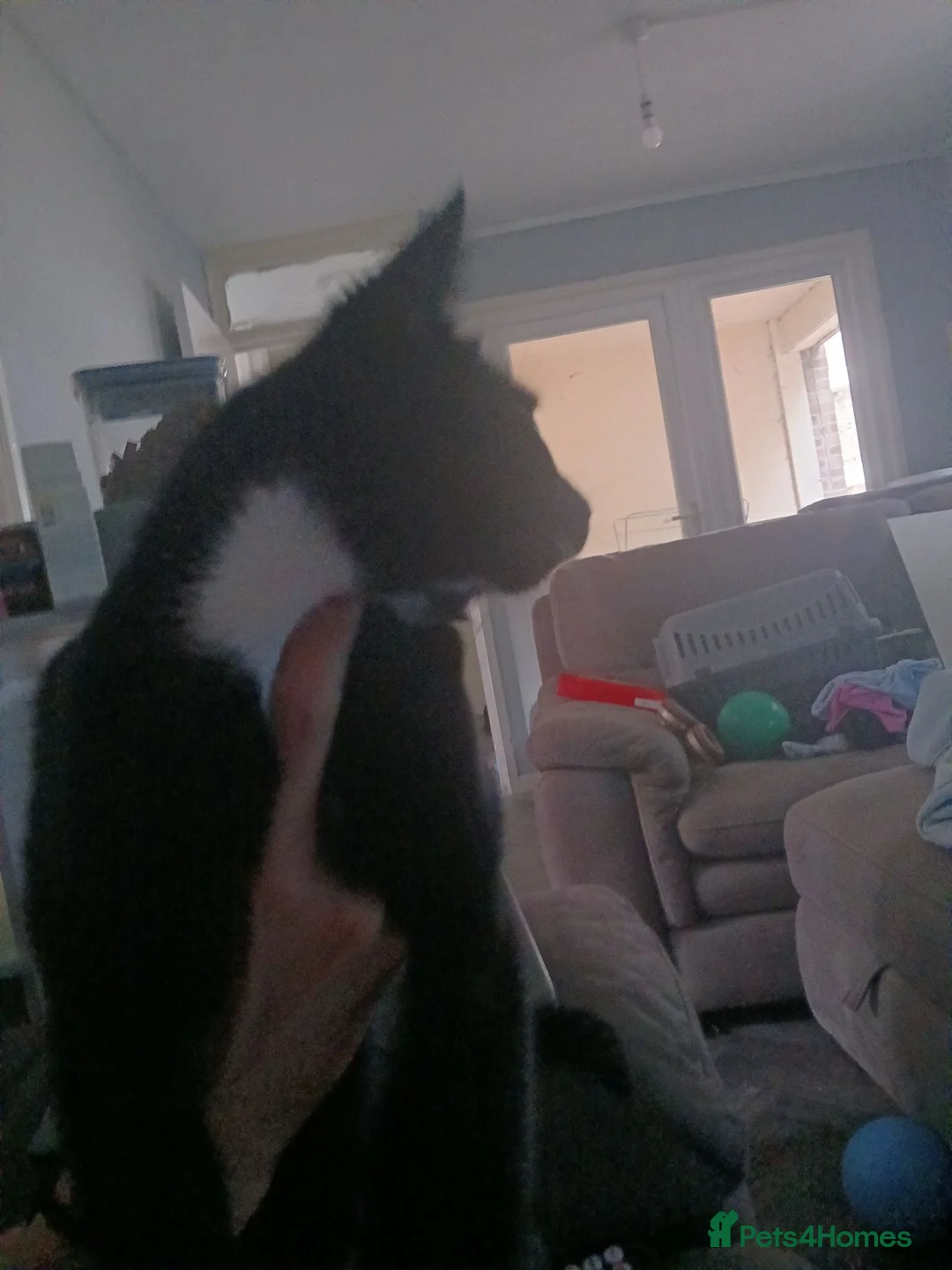 British Shorthair cats for sale: female cat for sale  in Scunthorpe - Advert 4
