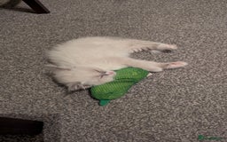 Ragdoll cats for sale: Ragdoll kitten 🌟 1 sweet girl - Image 9