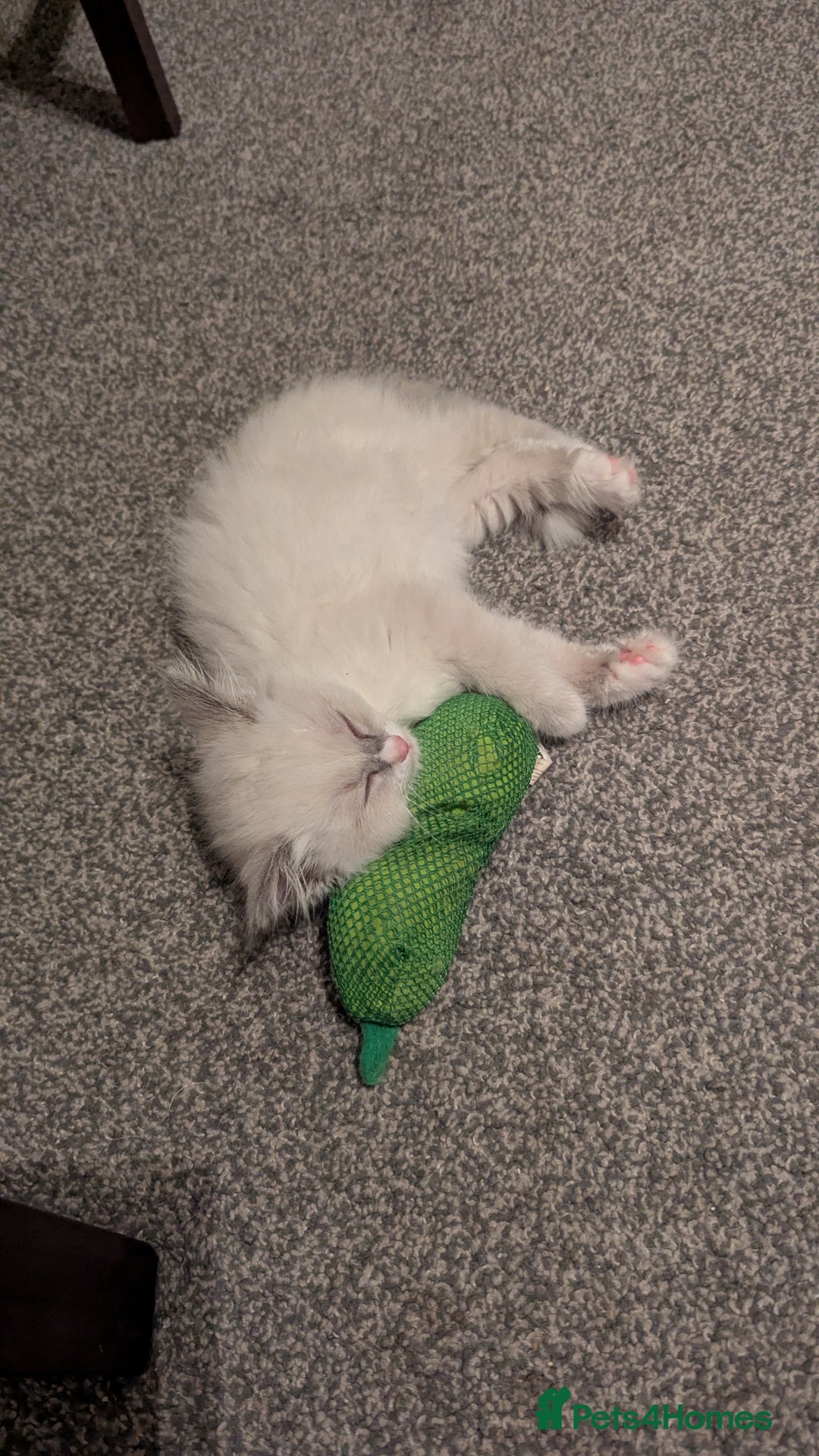 Ragdoll cats for sale: Ragdoll kitten 🌟 1 sweet girl - Image 9