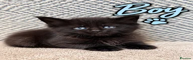 Maine Coon 5