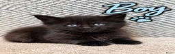 Maine Coon cats for sale: Beautiful Baby Maine Coon Kittens - Advert 2