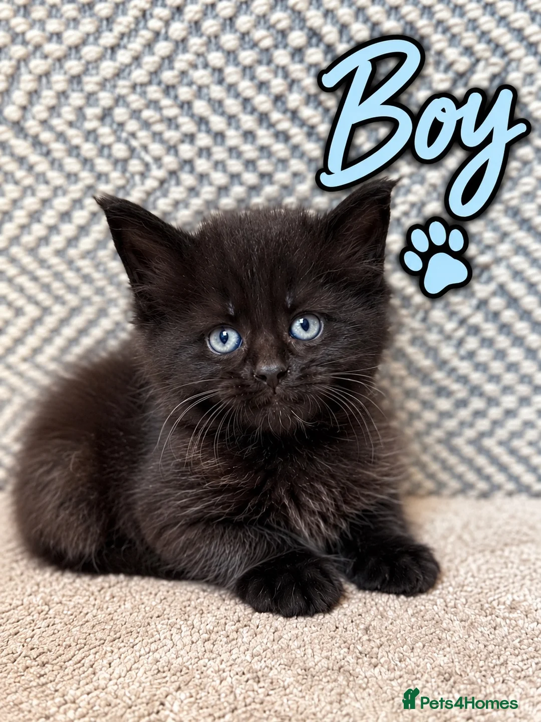 Maine Coon cats for sale: Beautiful Baby Maine Coon Kittens - Advert 2