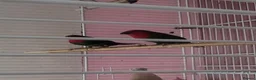 Finches birds for sale: Red Face Finch - Advert 1
