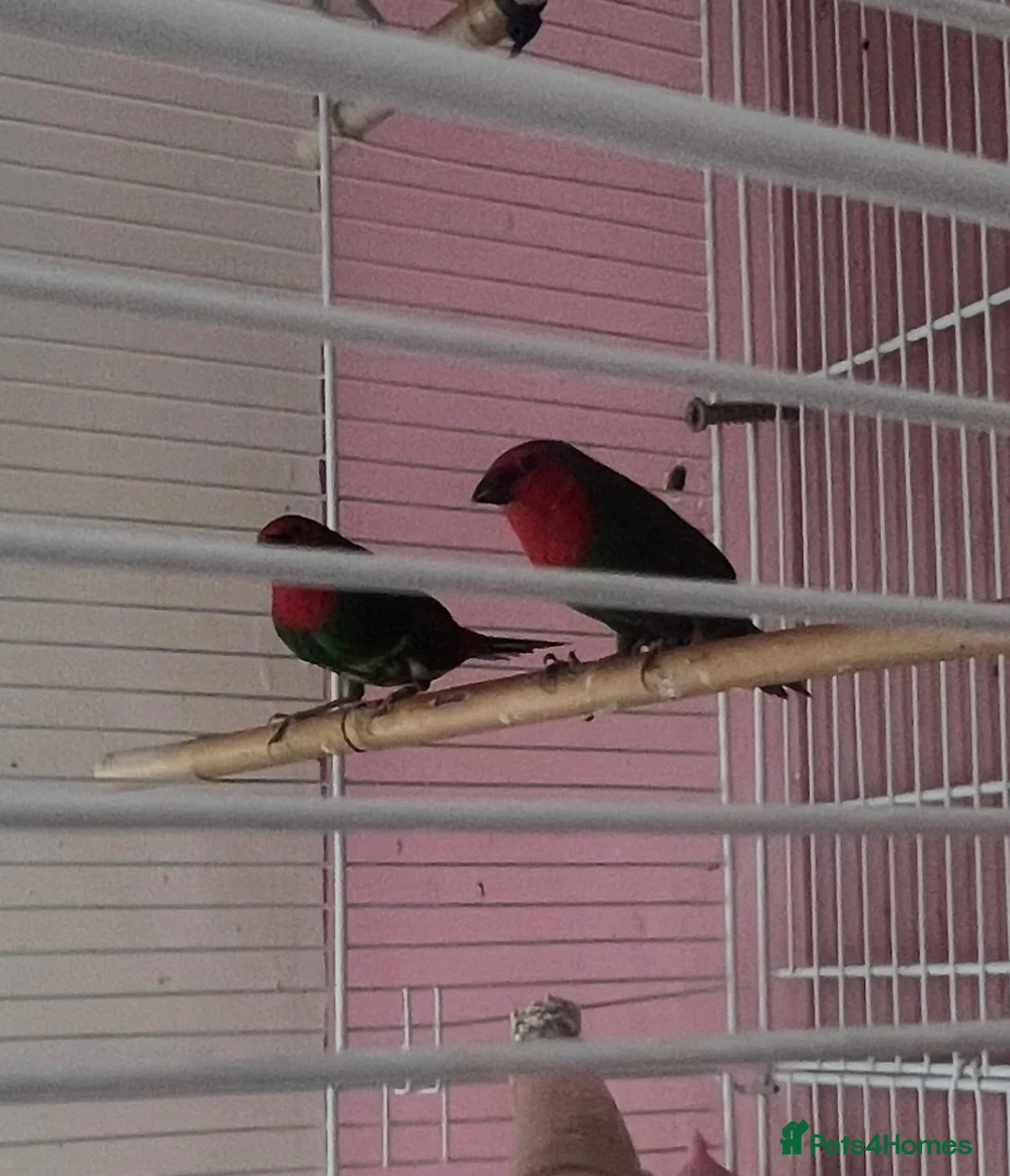 Finches birds for sale: Red Face Finch - Advert 1