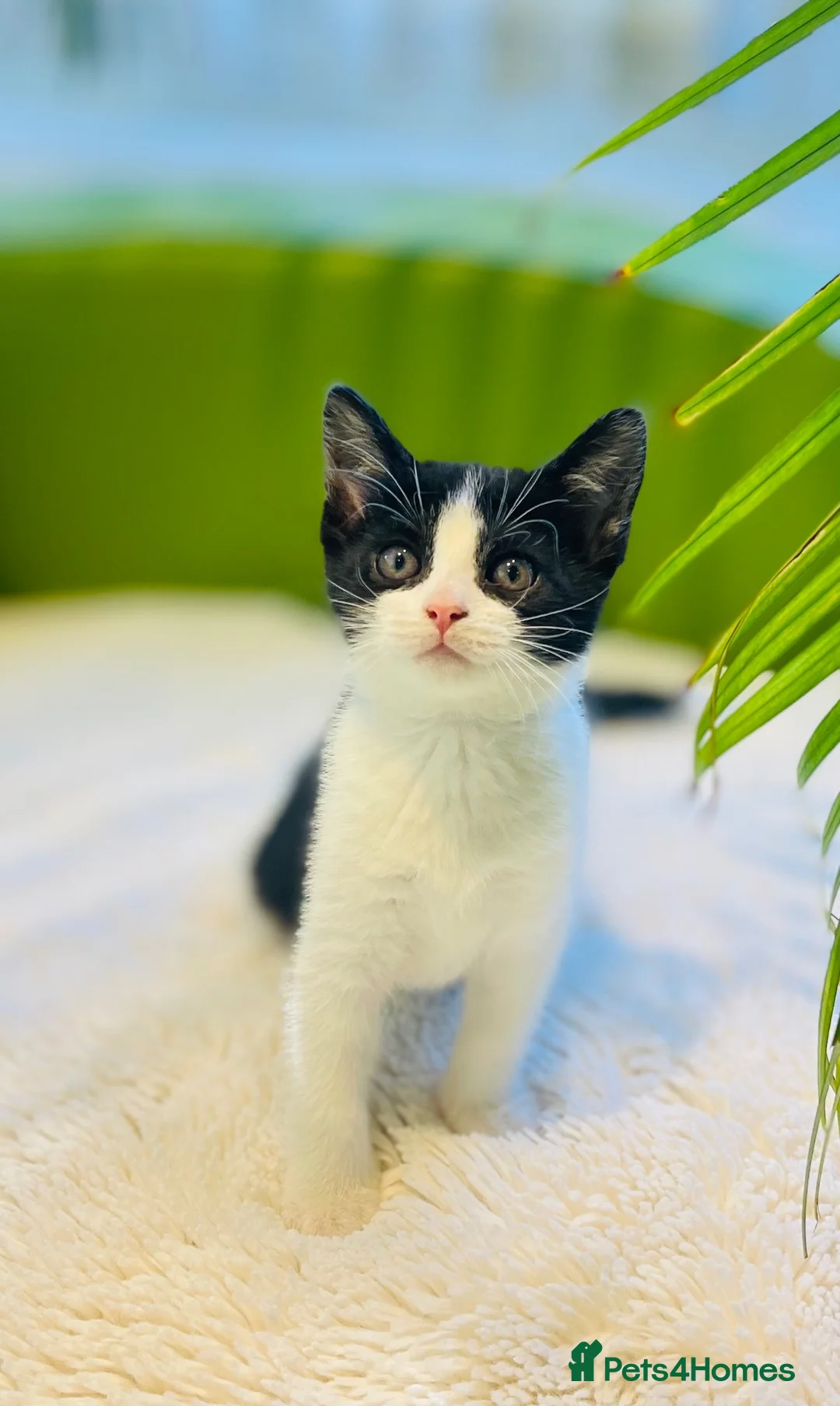 Mixed Breed cats for sale: Kittens for sale ,mixed breed, wonderful behaviour - Advert 2