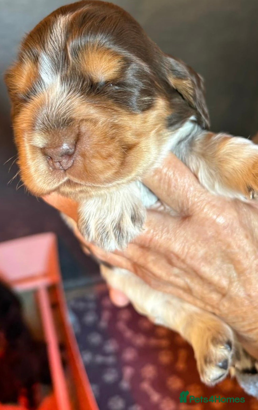 Cocker Spaniel dogs for sale: Show cocker spaniel pups  - Image 24