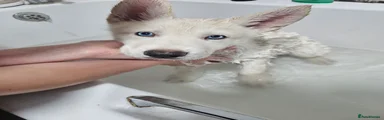 Shepsky 4