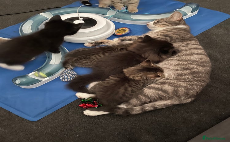 Domestic Shorthair cats for sale - Advert 2
