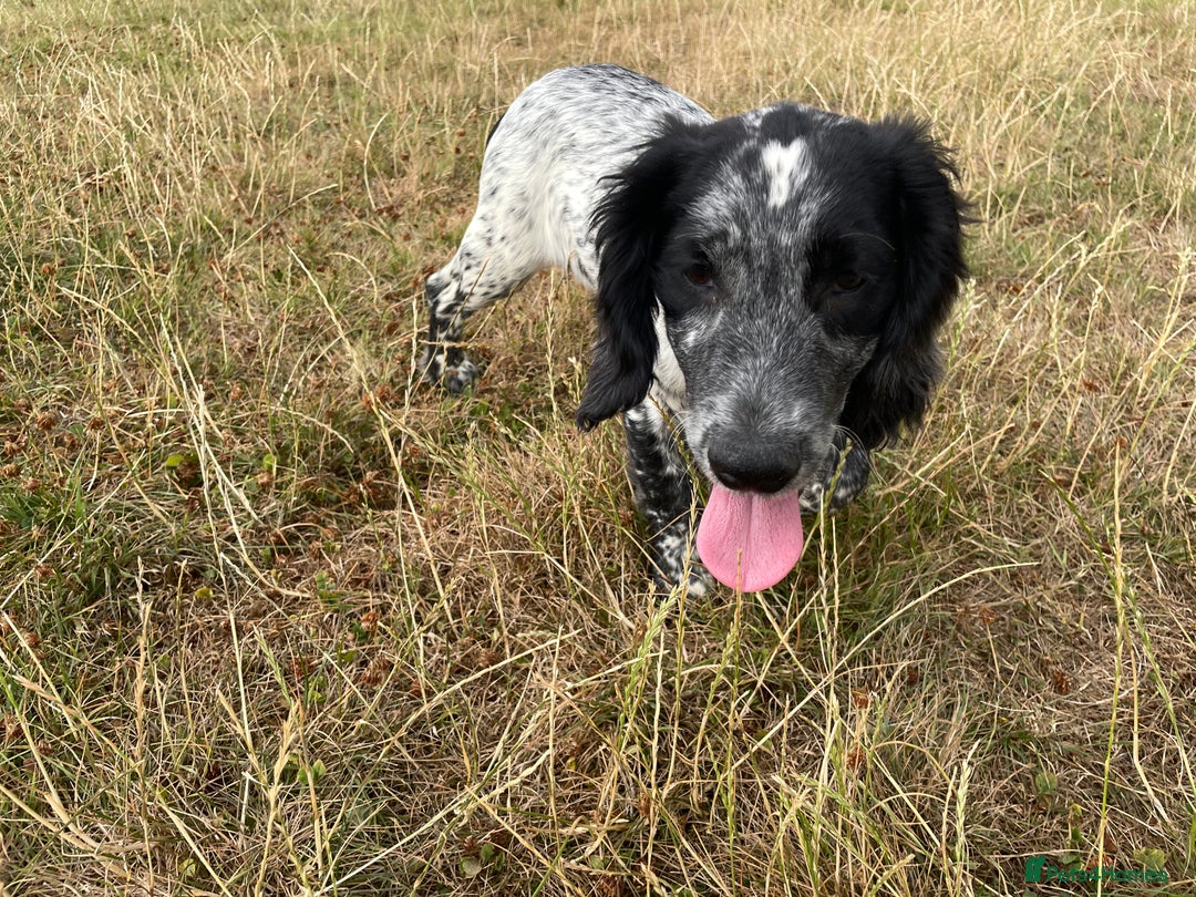 Sprocker dogs for sale: Sprocker pup - Image 2