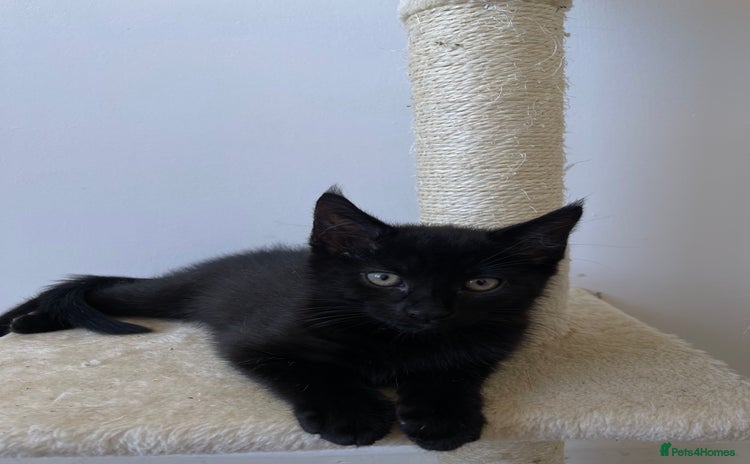Mixed Breed cats - Advert 16