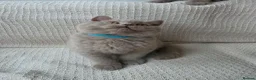 British Shorthair cats for sale: 🐾 GCCF British Shorthair Kittens  - Advert 13