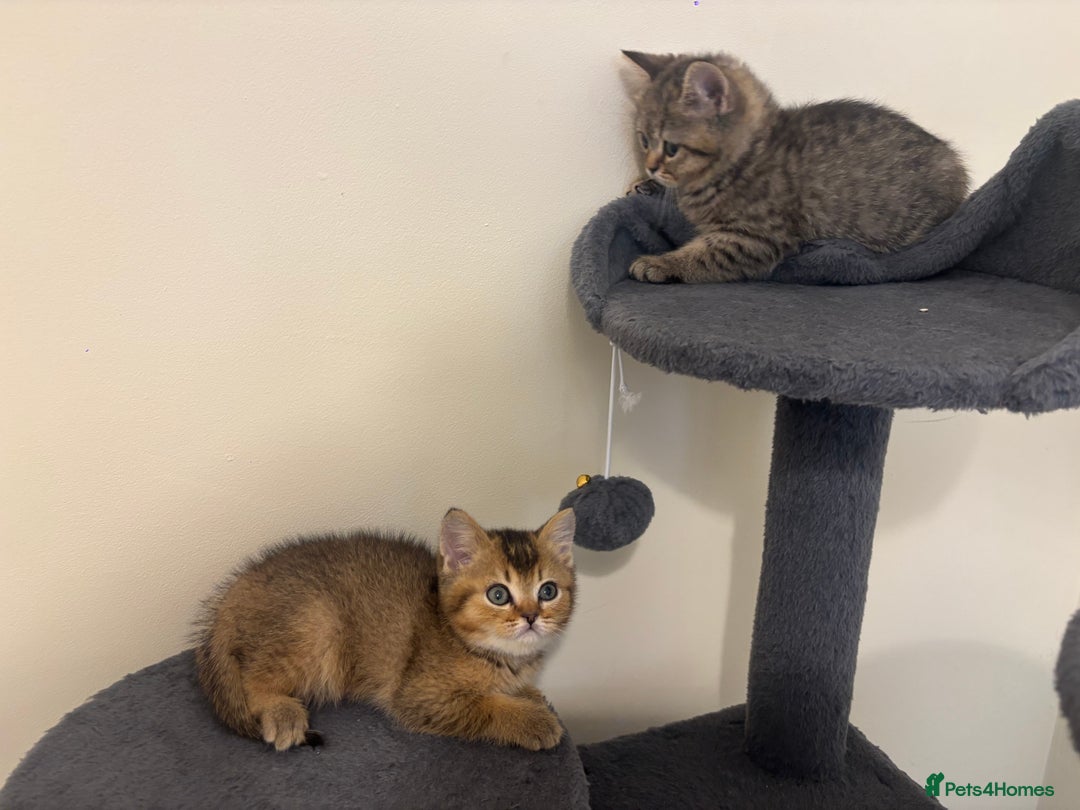Brazilian Shorthair cats for sale: Last 2 gold tabby left ****READY TO GO ***** - Image 15