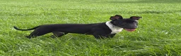 English Bull Terrier dogs for sale: English Bull Terrier  - Advert 7