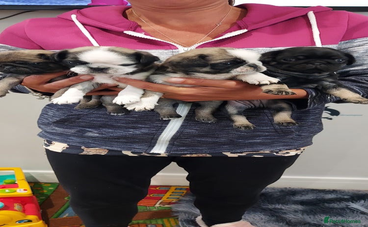 Pug dogs - Advert 11