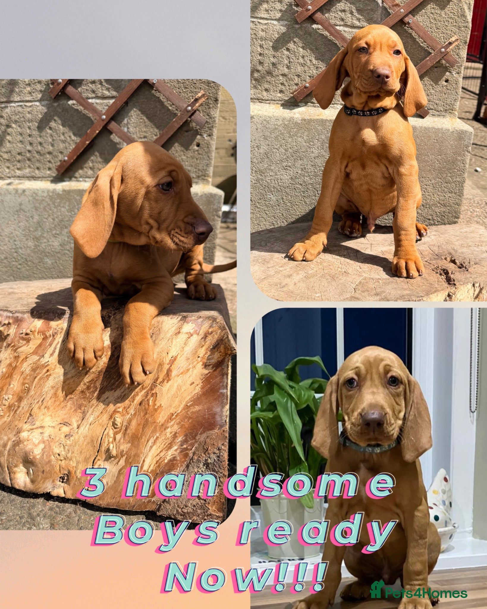 Hungarian Vizsla dogs READY NOW Beautiful KC Reg. Vizsla Pups - Advert 1