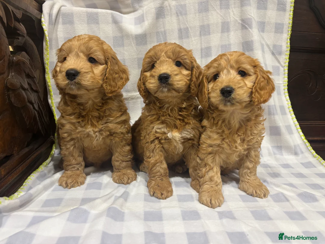Cockapoo dogs for sale: FULLY HEALTH TESTED GOLD COCKAPOOS - Advert 1