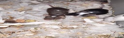 Mouse rodents for sale: Baby female fancy mice ready now - Advert 6