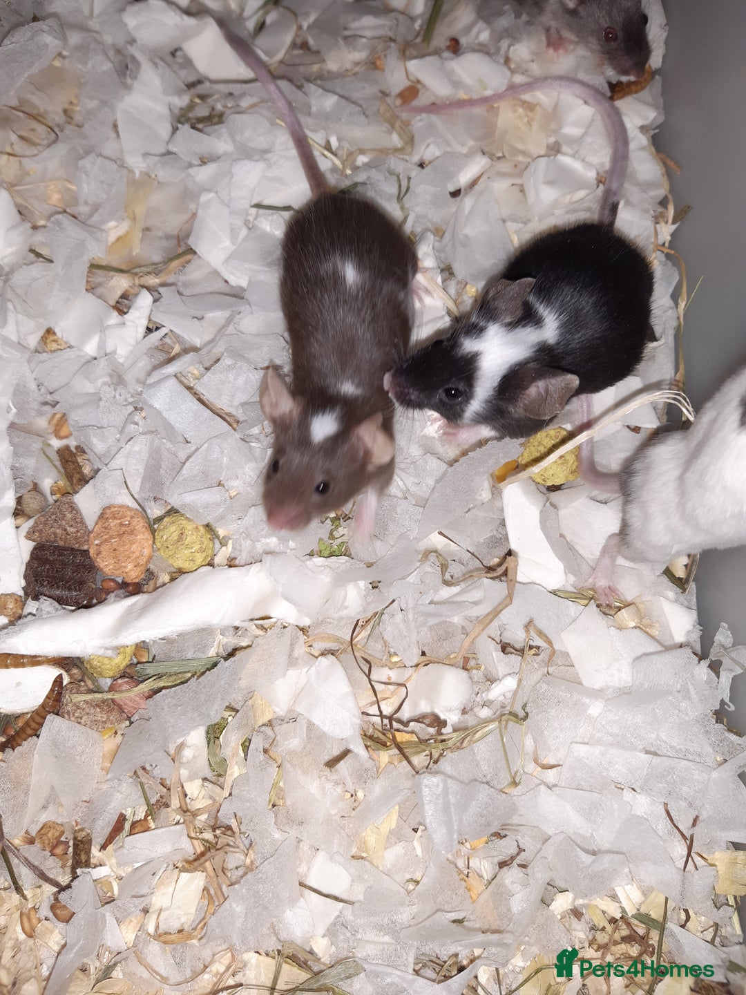 Mouse rodents for sale: Baby female fancy mice ready now - Advert 6