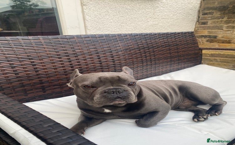 French Bulldog dogs - Advert 1