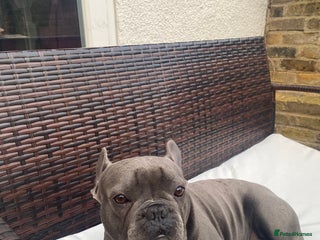 French Bulldog dogs for sale - Advert 1