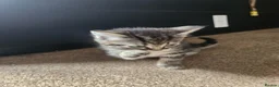 Mixed Breed cats for sale: 1 female kitten for sale  in Fakenham - Advert 5