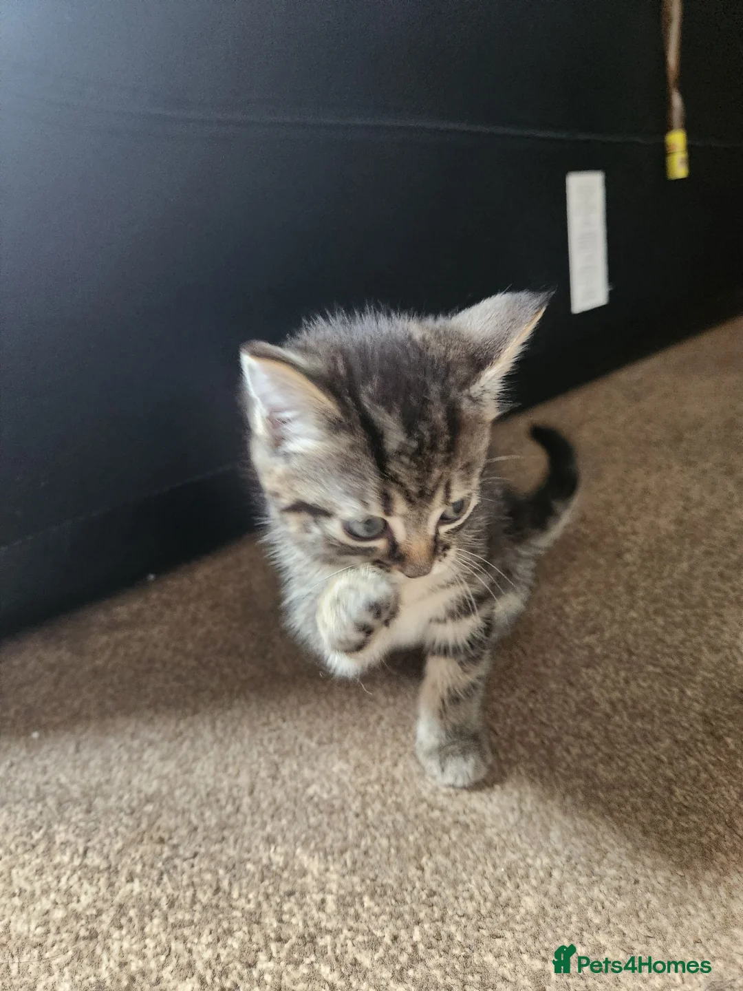 Mixed Breed cats for sale: 1 female kitten for sale  in Fakenham - Advert 5
