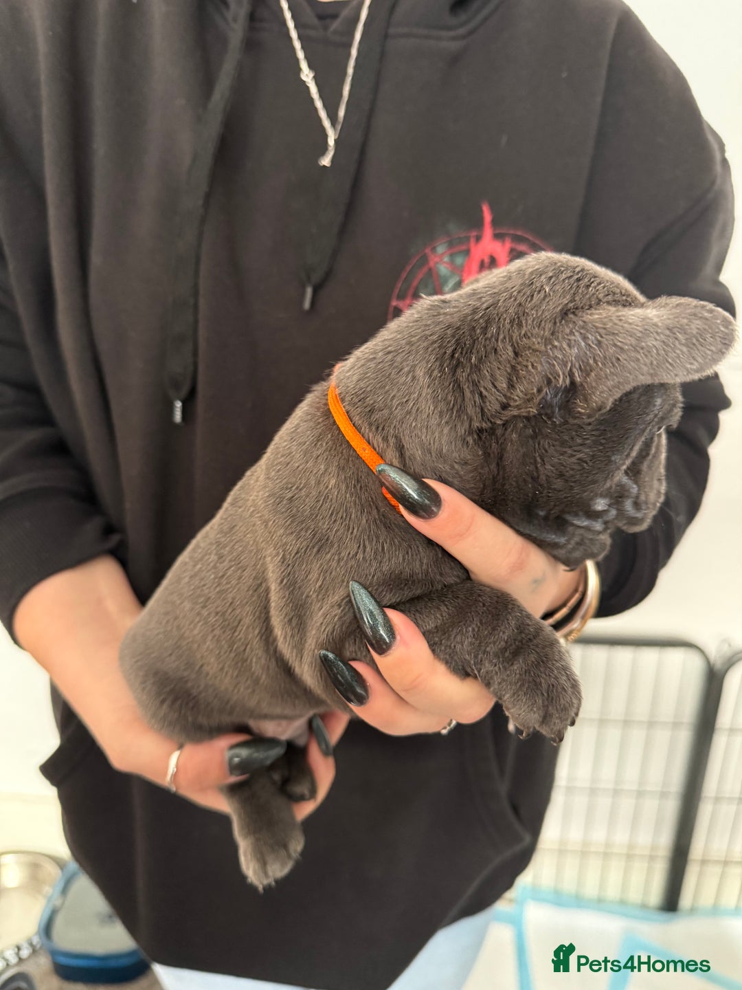 French Bulldog dogs for sale: French bulldog puppies - Advert 3