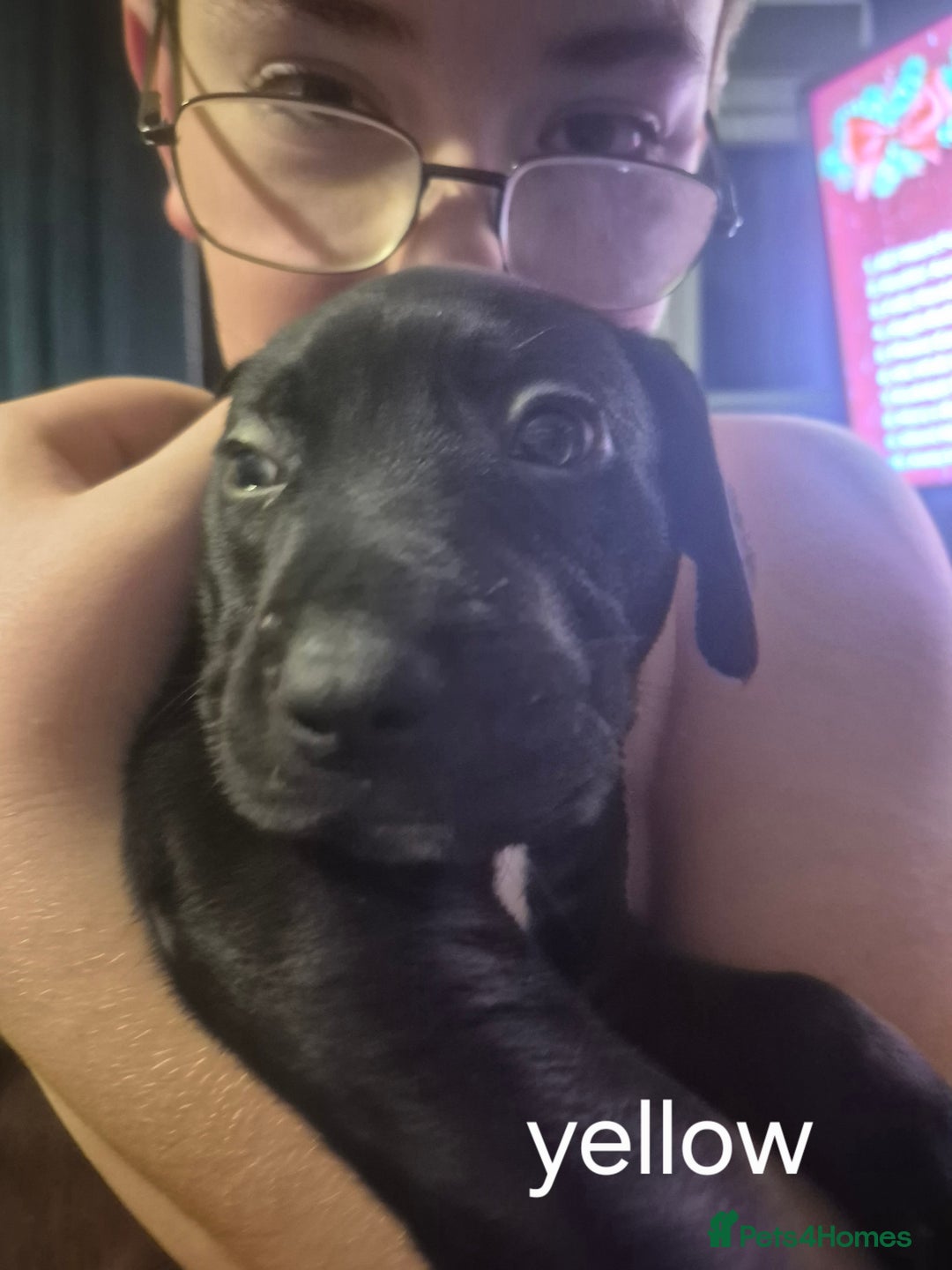 Mixed Breed dogs for sale: Staffy/border Collie/weimaraner mixed puppies - Advert 8