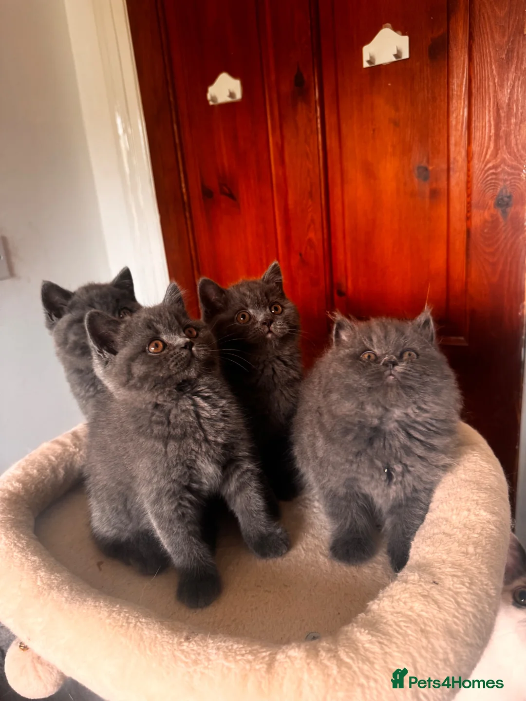 British Shorthair cats for sale: Gorgeous British shorthair kittens🏆🏆 - Advert 2