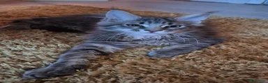 Maine Coon Kitten 1