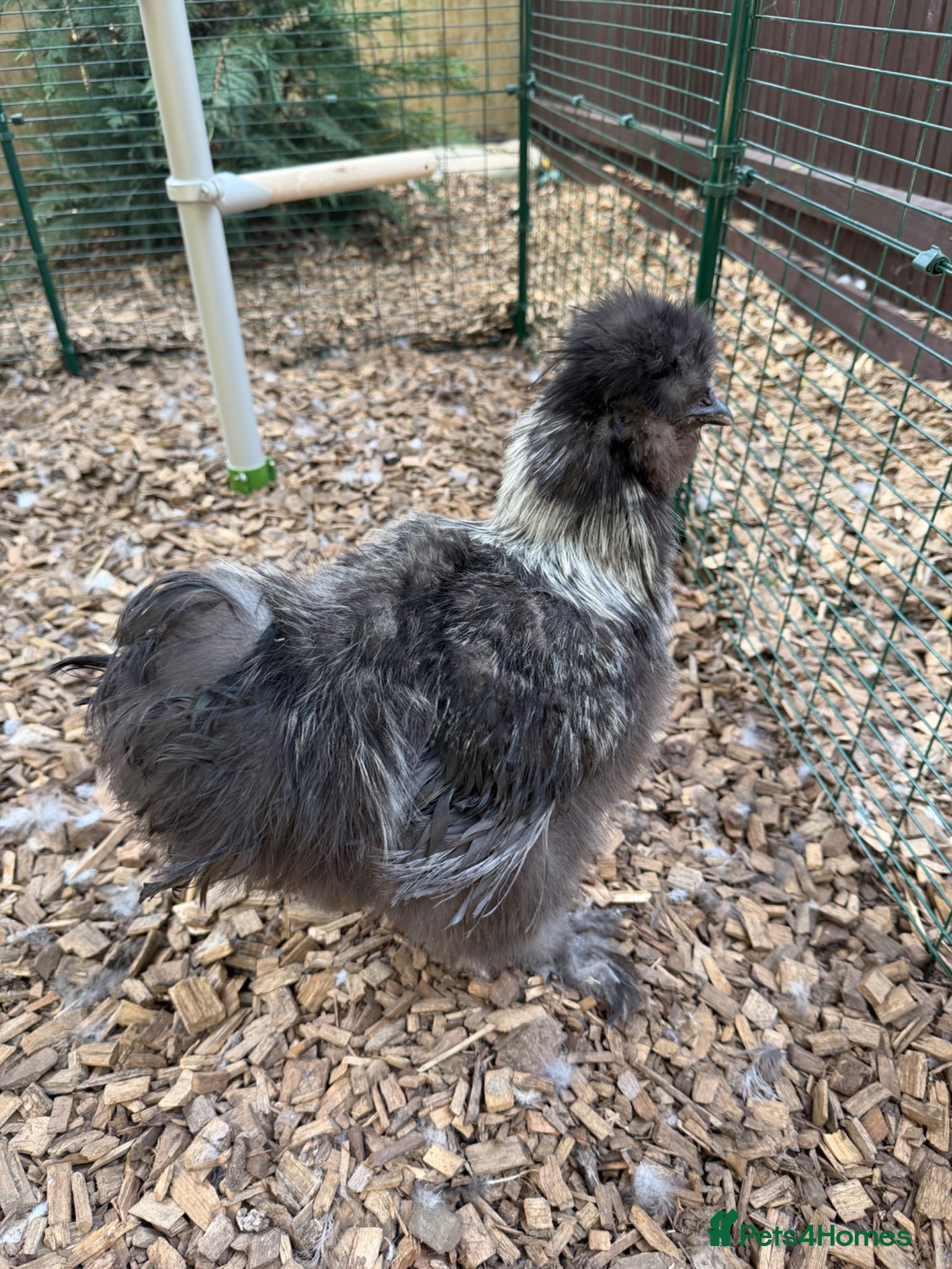 Chickens poultry Silkie Roosters  - Advert 2