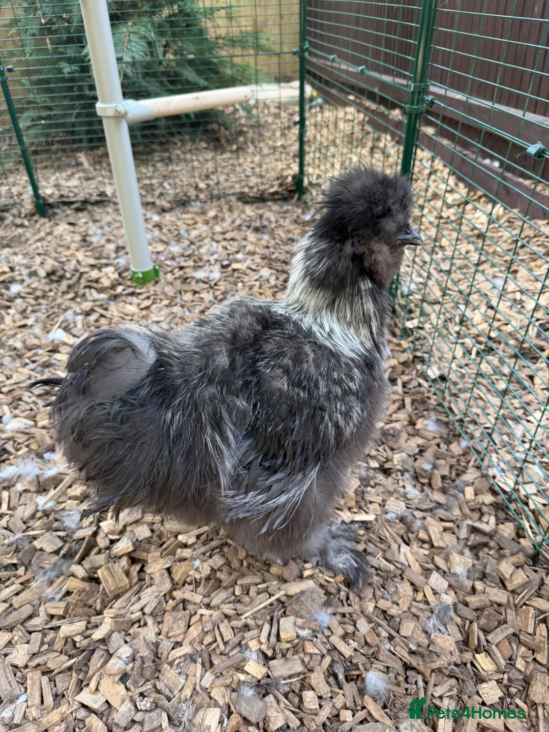 Chickens poultry for sale: Silkie Roosters  - Advert 2