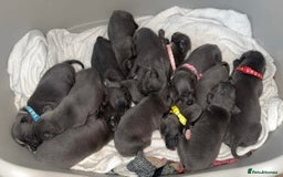 Staffordshire Bull Terrier dogs for sale: Blue staff puppies for sale  - Image 2