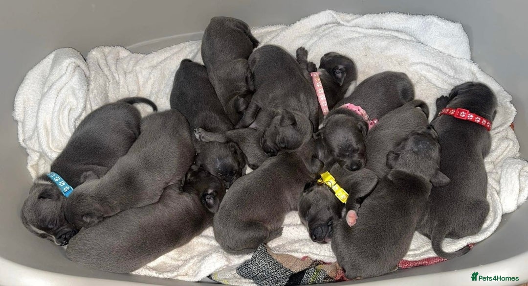 Staffordshire Bull Terrier dogs for sale: Blue staff puppies for sale  - Image 2