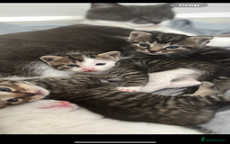 Mixed Breed cats for sale: Beautiful patched tabbies looking for homes  - Image 10