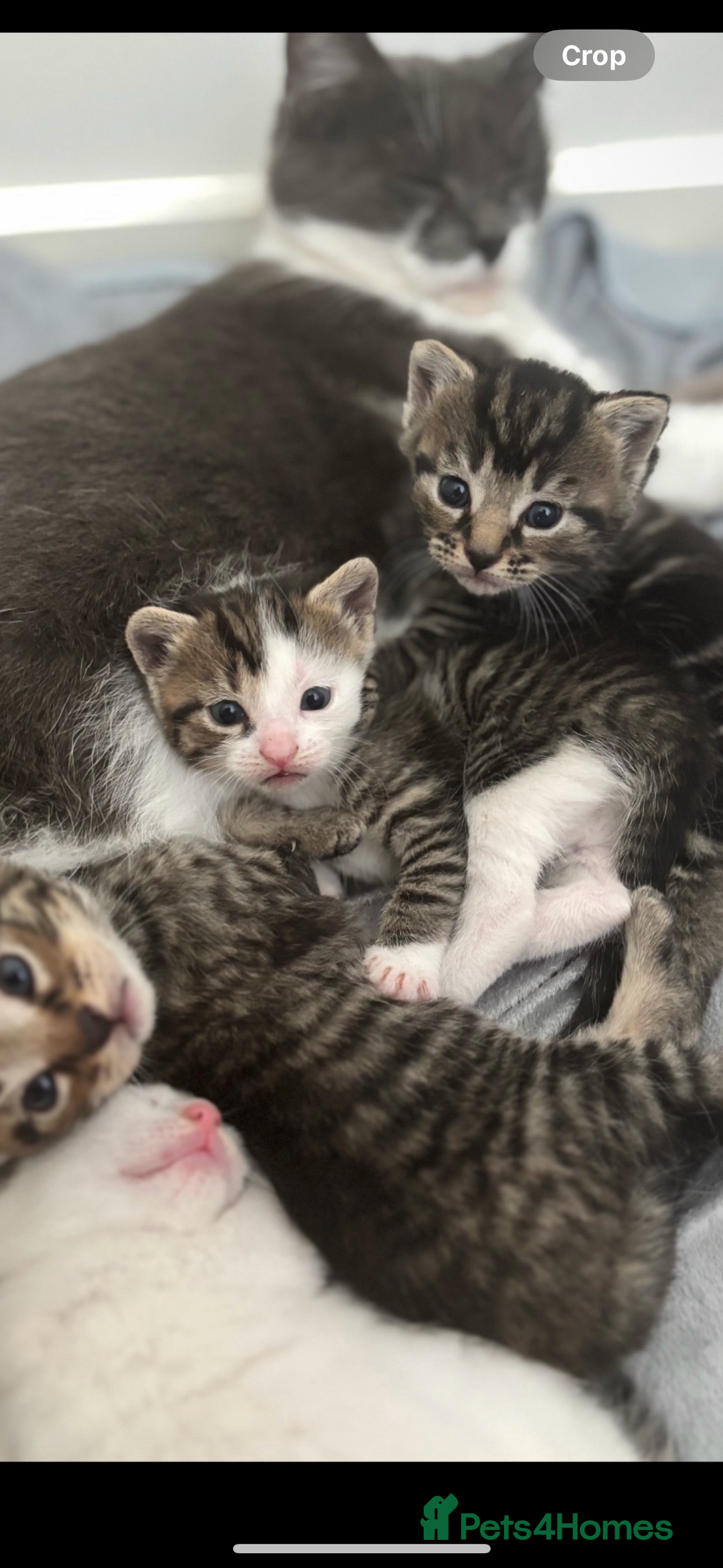 Mixed Breed cats for sale: Beautiful patched tabbies looking for homes  - Image 10