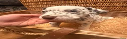 Dalmatian dogs for sale: 6 Dalmatian Puppies for Sale  in Heathfield - Advert 13