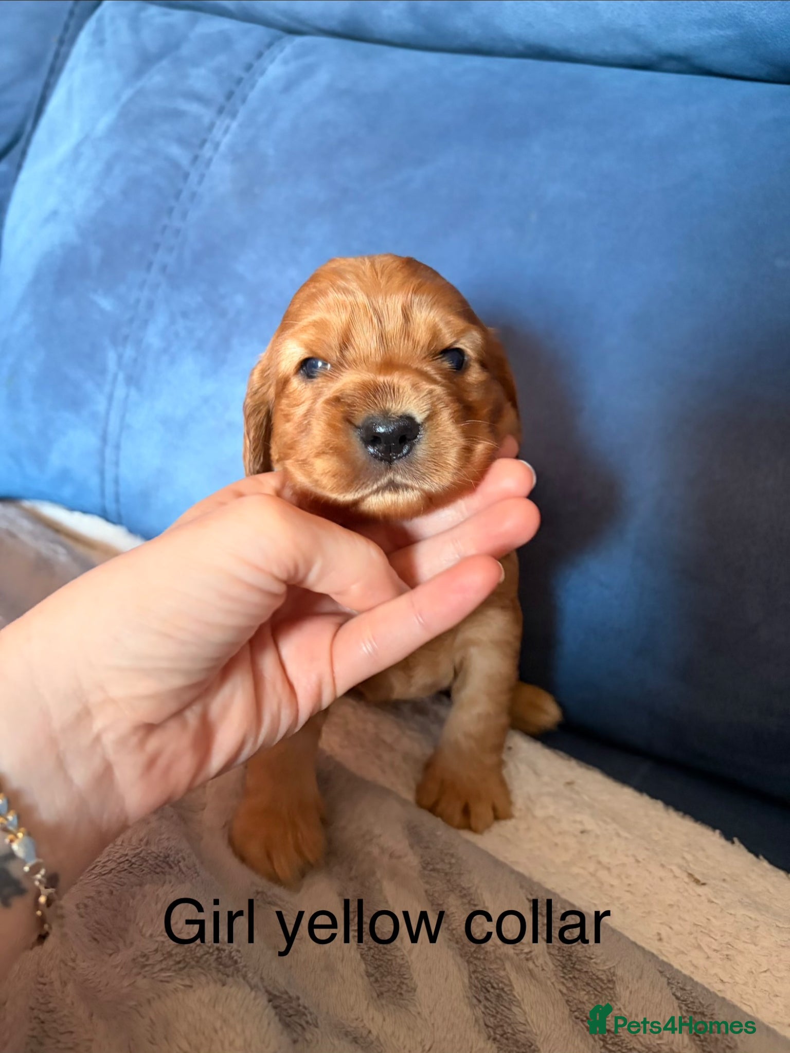 Cocker Spaniel dogs 4 show cocker spaniel puppies left - Advert 1