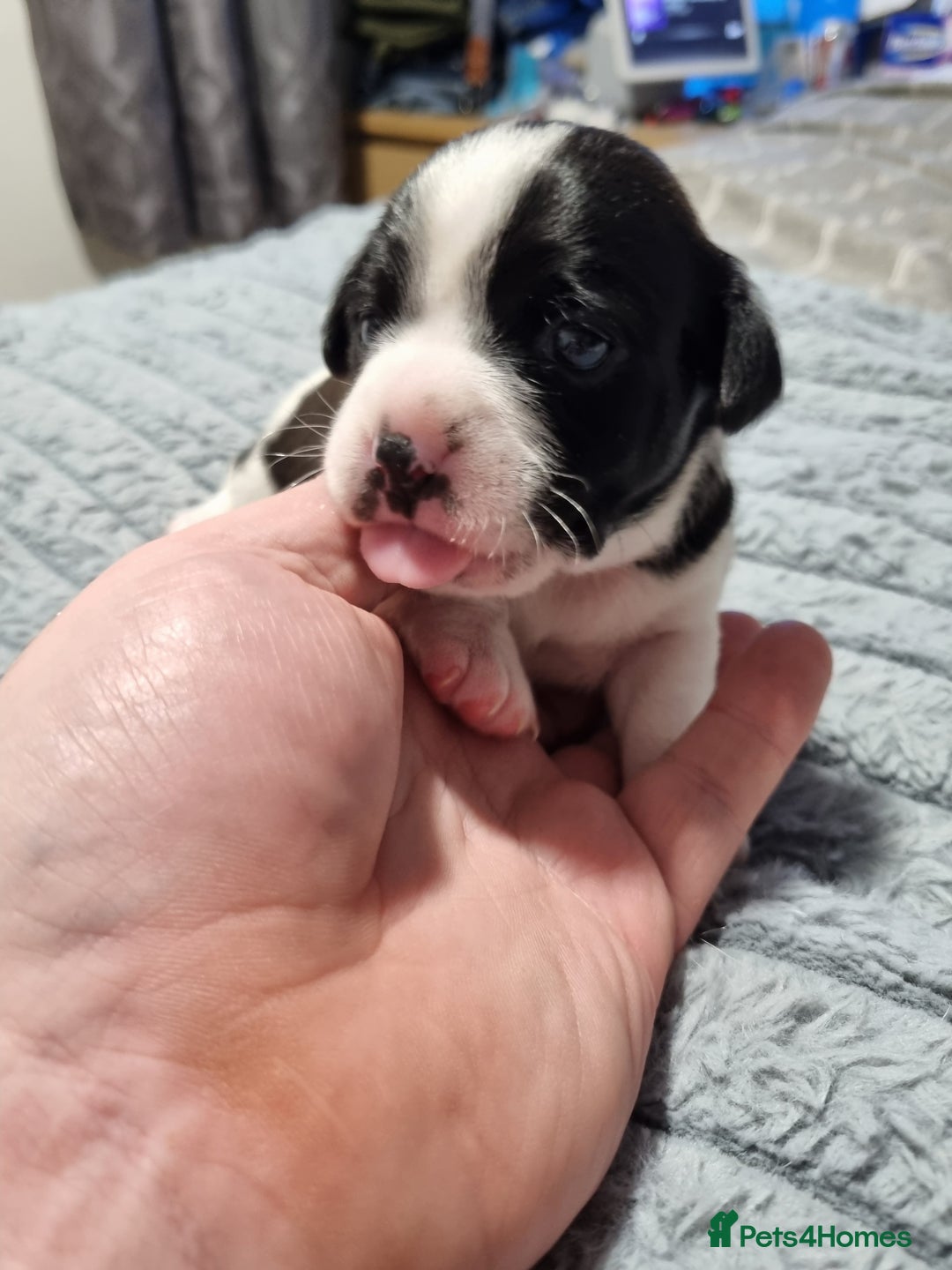 Jack Russell dogs for sale: Jack Russell X Shih Tzu Puppies - Advert 9