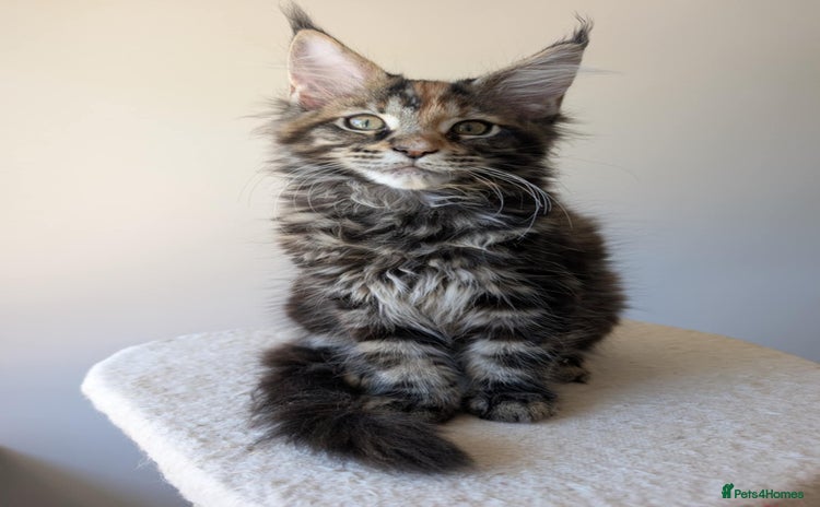 Maine Coon cats - Advert 9