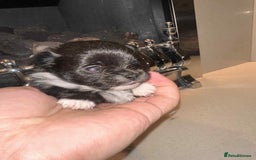 Pomeranian dogs for sale: Champion bloodline Pomeranian puppies  - Image 10